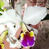 Cattleya Eva's Fabula Contigo(C Iabiata SA x rex)